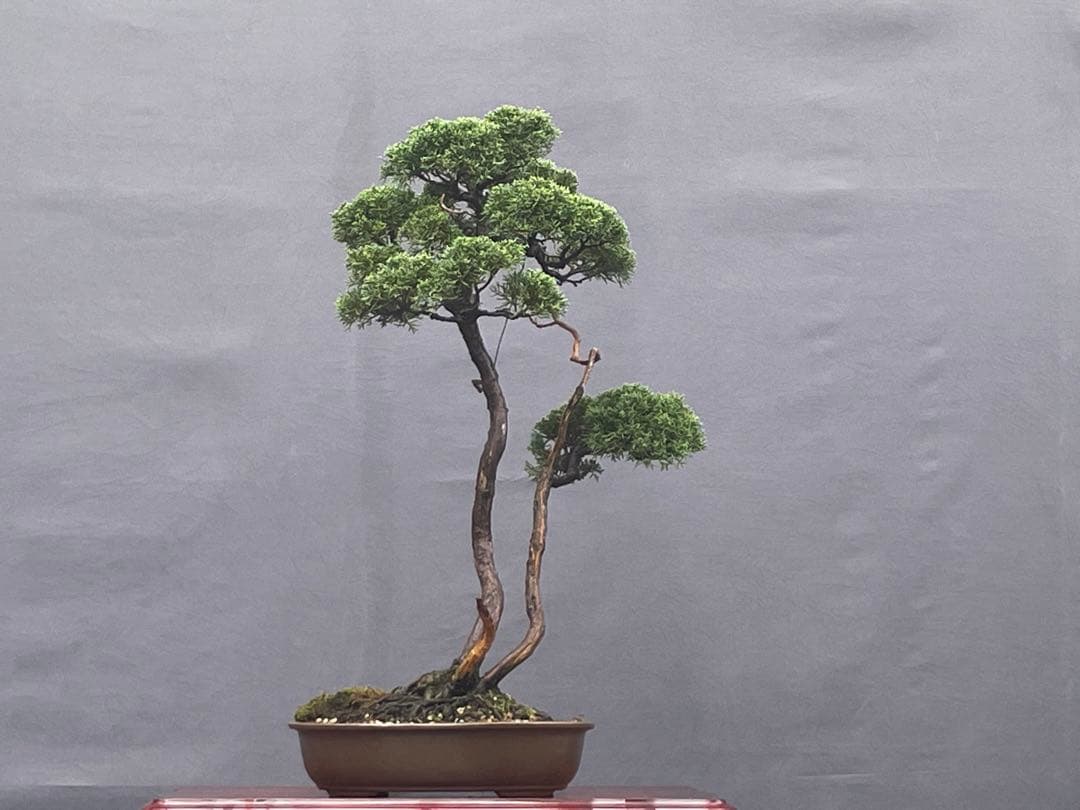 三河盆栽　紀州真柏　盆栽