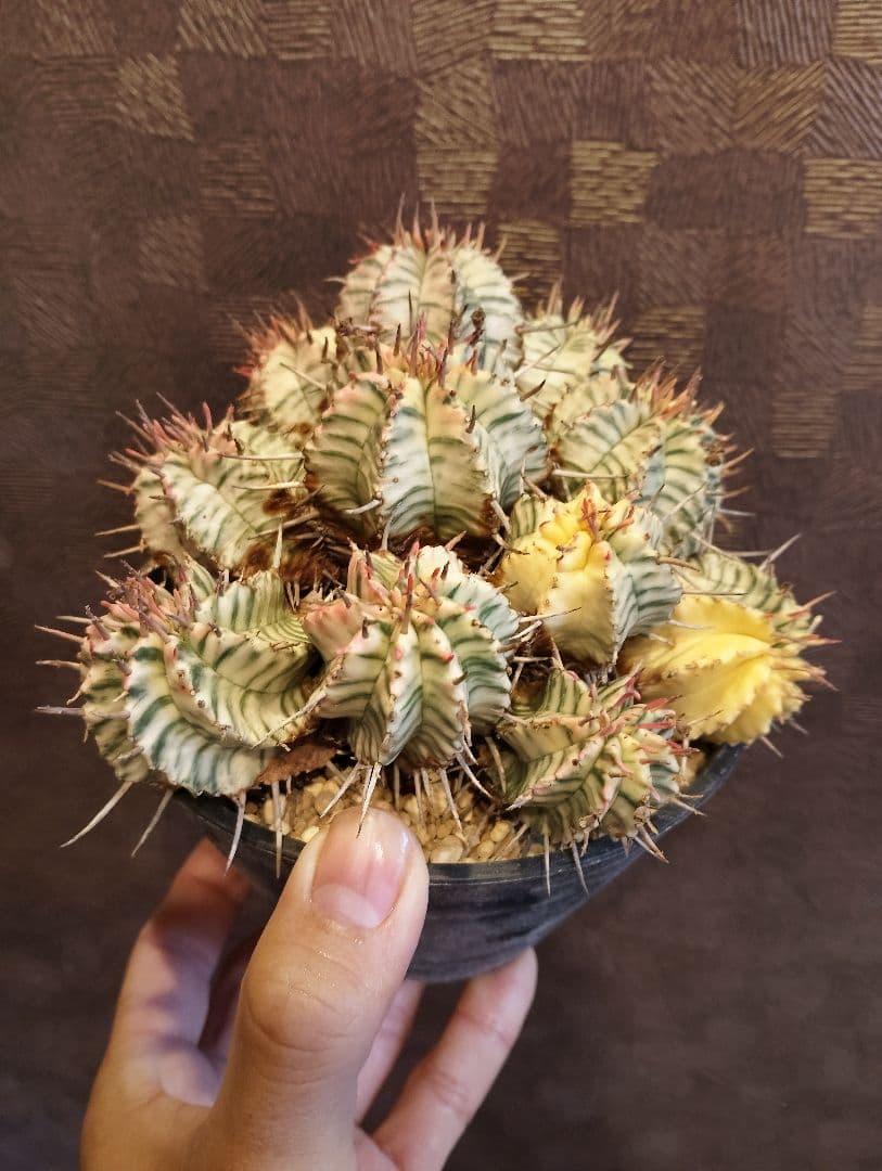 大群生 ユーフォルビア メロフォルミス錦