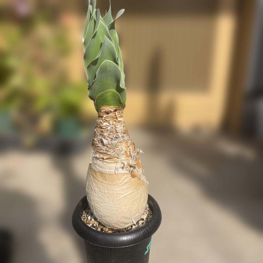 ブーファン ハエマンソイデス