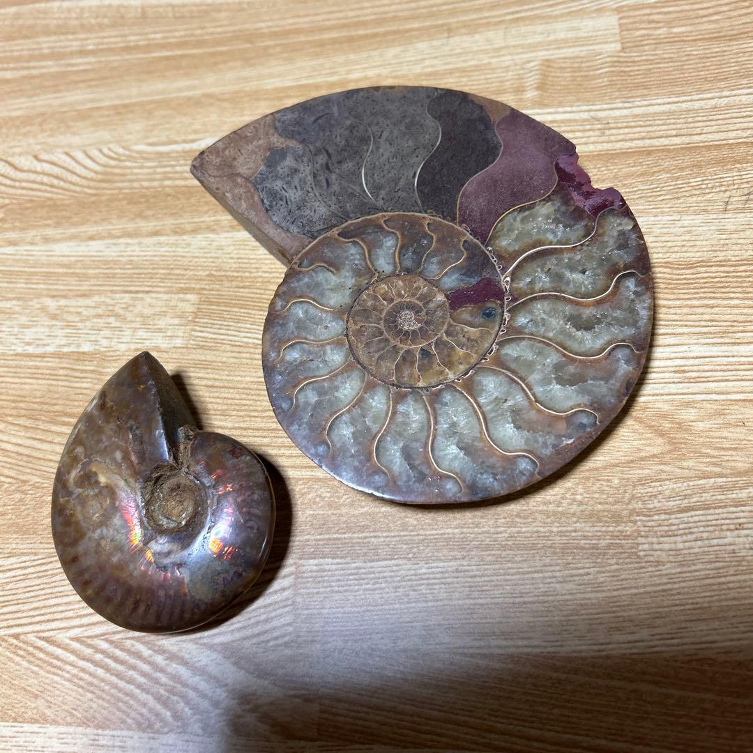 2点　化石　アンモナイト