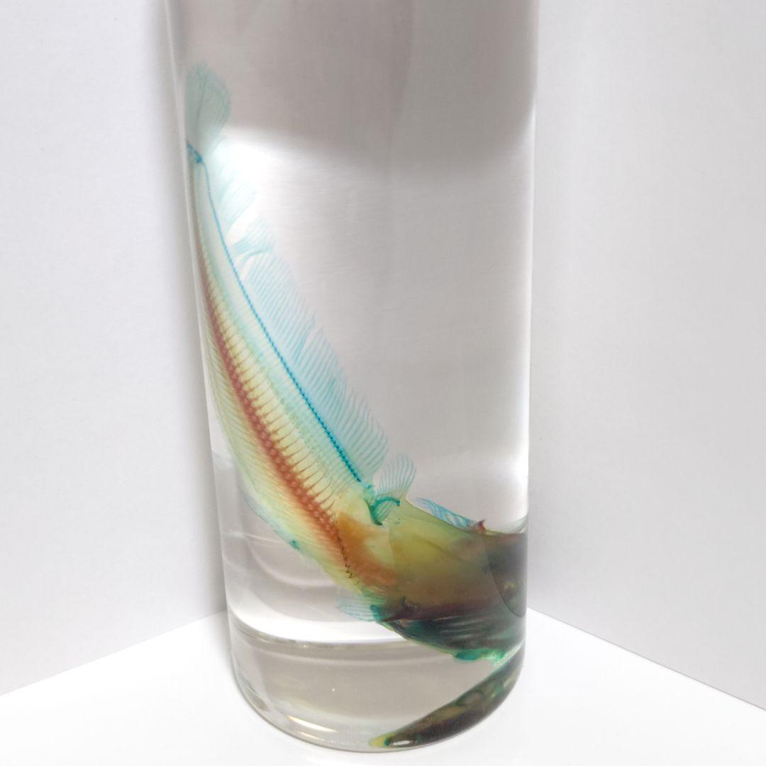 【良品】新世界透明標本 -ナマズ-