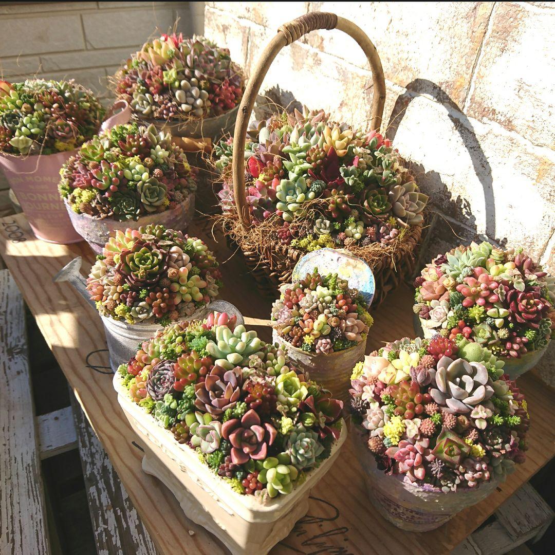 2019 多肉植物 寄せ植え