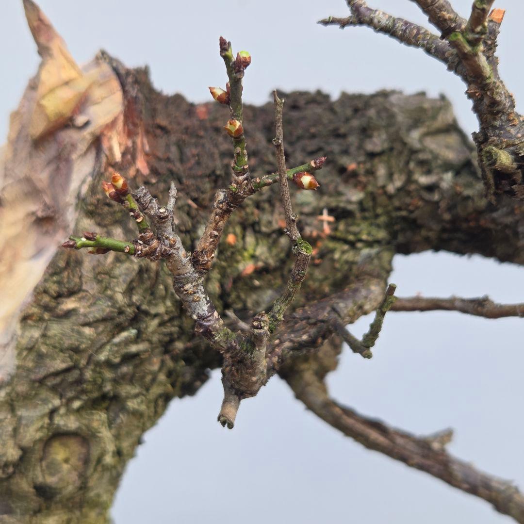 野梅　[舎利幹舎木]　　梅/中品盆栽