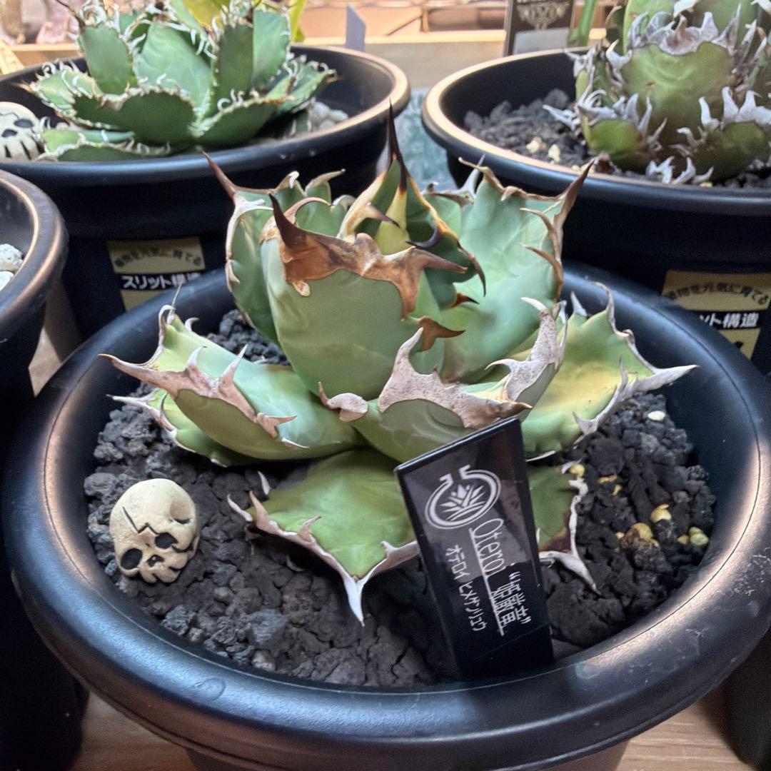 た*ね様 アガベ 5株セット