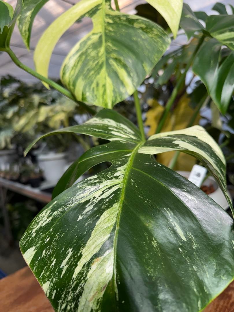 BS5モンステラ　ボルギシアナ　x デリシオーサ　ミント　美斑入り作品株