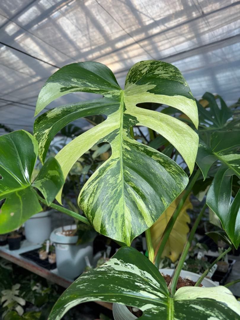 BS5モンステラ　ボルギシアナ　x デリシオーサ　ミント　美斑入り作品株