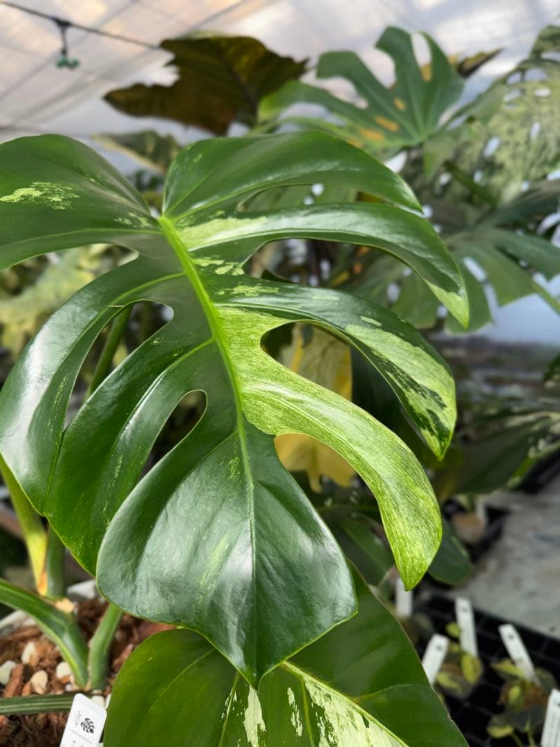 BS5モンステラ　ボルギシアナ　x デリシオーサ　ミント　美斑入り作品株