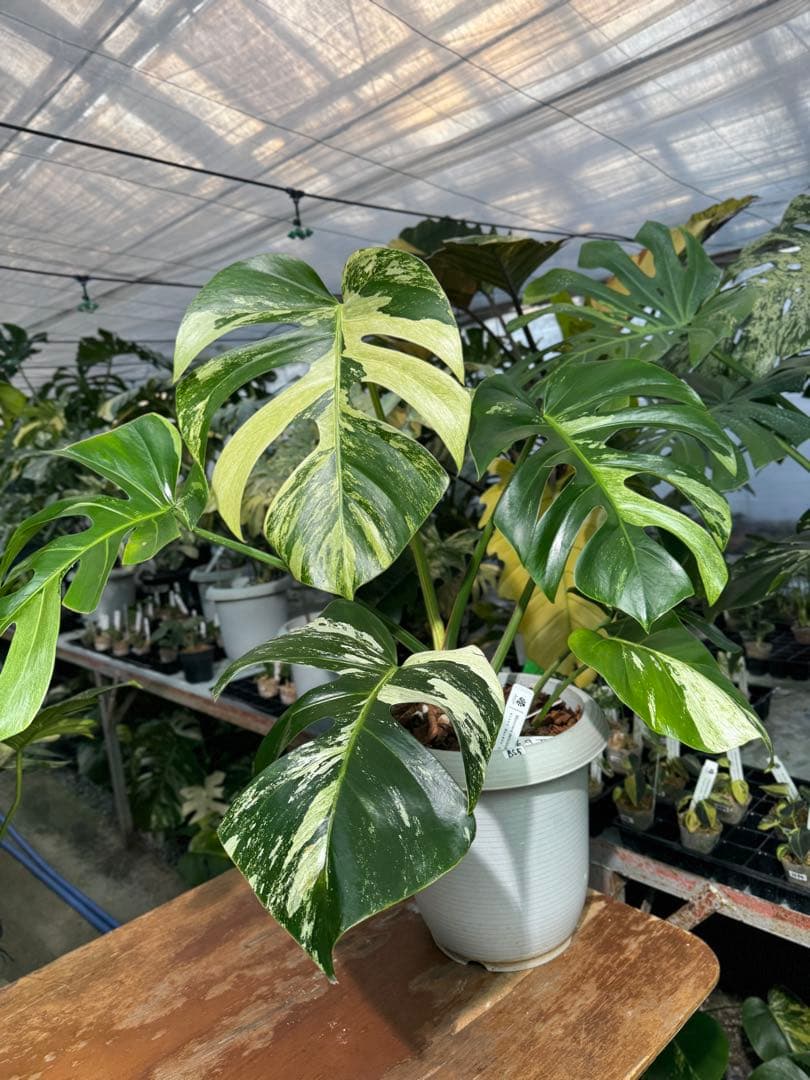 BS5モンステラ　ボルギシアナ　x デリシオーサ　ミント　美斑入り作品株