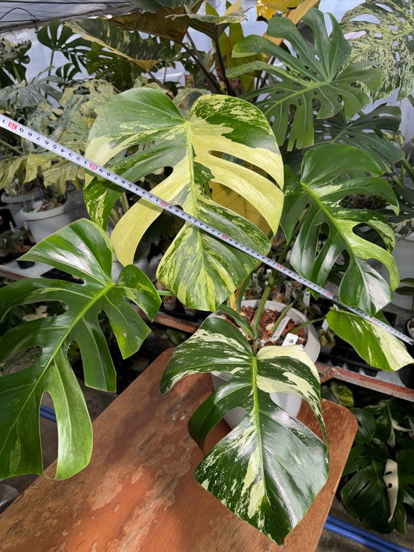 BS5モンステラ　ボルギシアナ　x デリシオーサ　ミント　美斑入り作品株