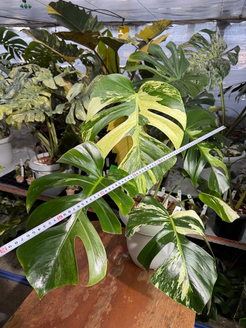 BS5モンステラ　ボルギシアナ　x デリシオーサ　ミント　美斑入り作品株