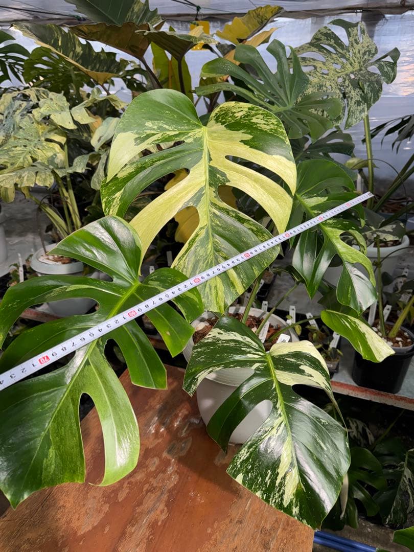 BS5モンステラ　ボルギシアナ　x デリシオーサ　ミント　美斑入り作品株