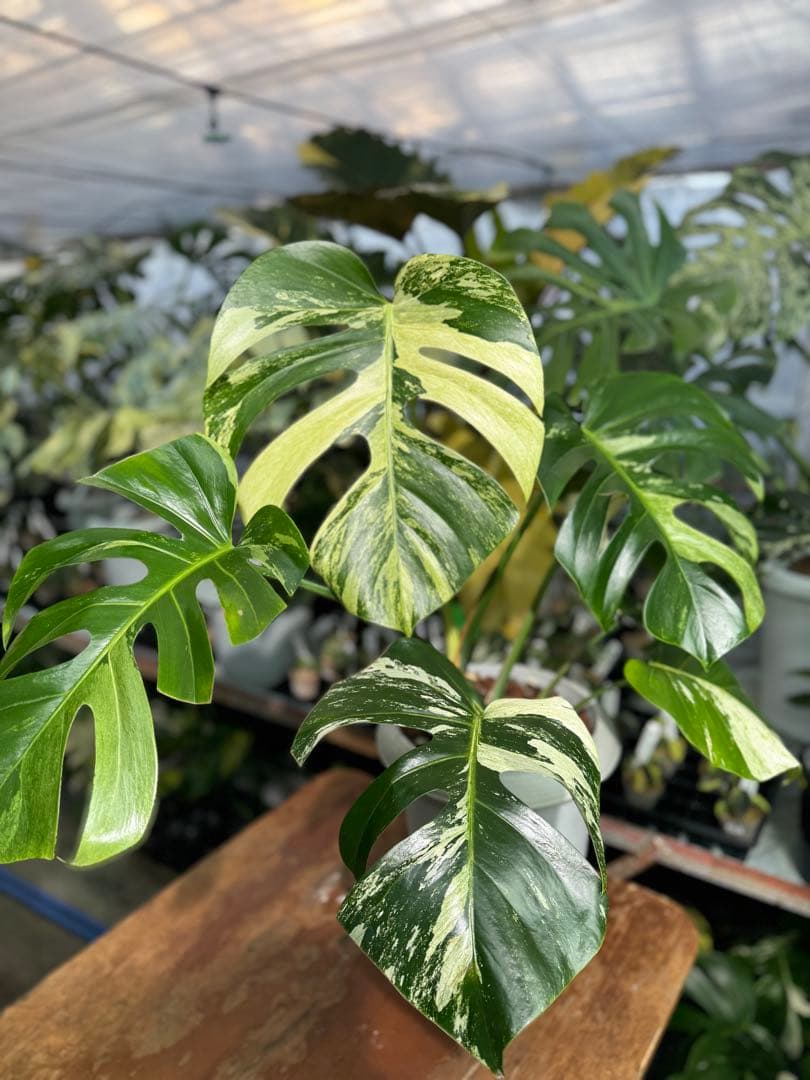 BS5モンステラ　ボルギシアナ　x デリシオーサ　ミント　美斑入り作品株