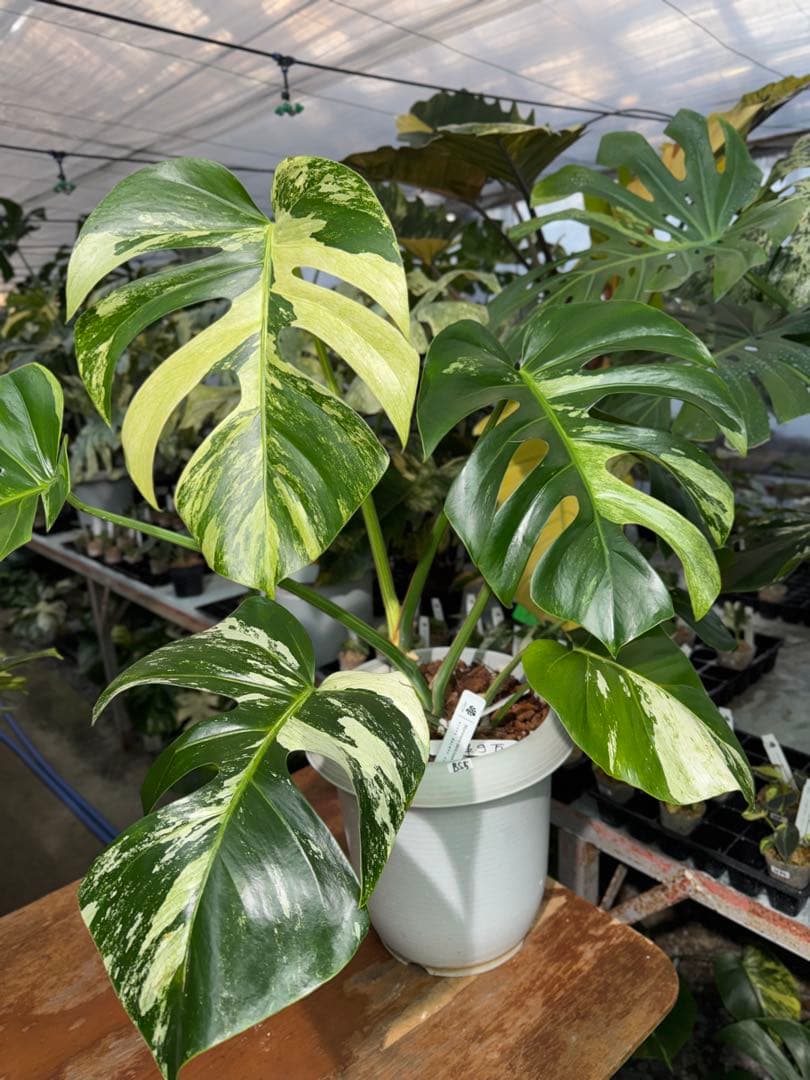 BS5モンステラ　ボルギシアナ　x デリシオーサ　ミント　美斑入り作品株