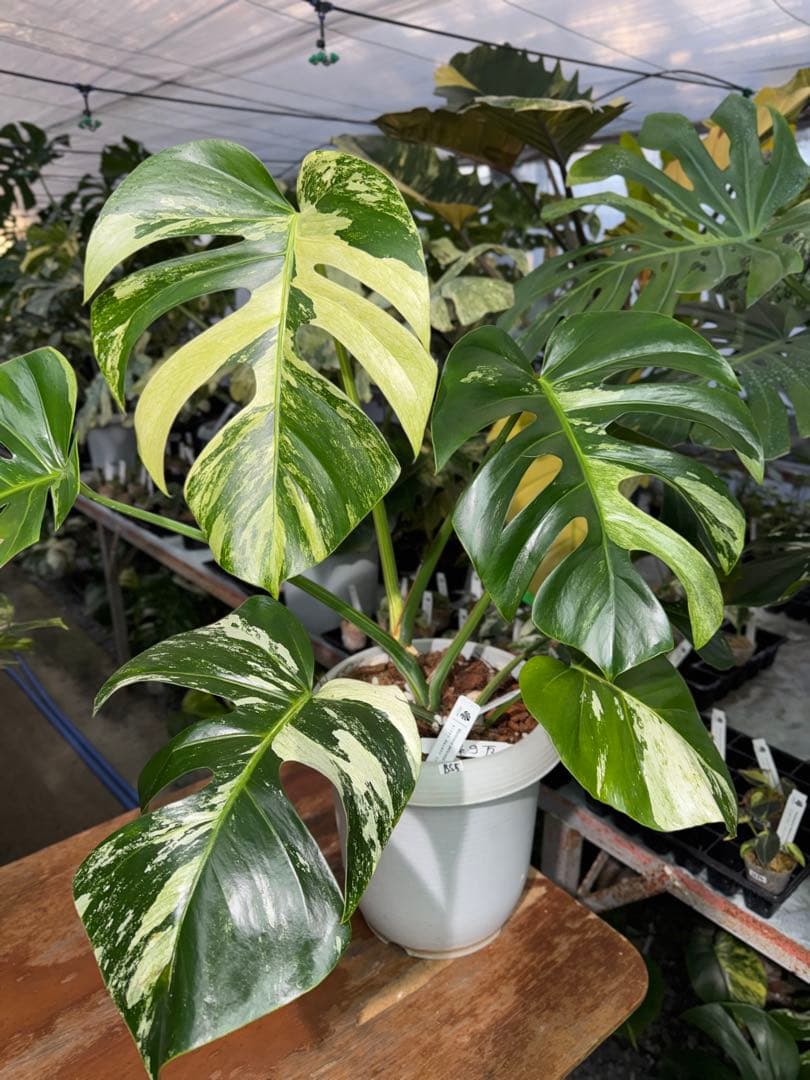 BS5モンステラ　ボルギシアナ　x デリシオーサ　ミント　美斑入り作品株