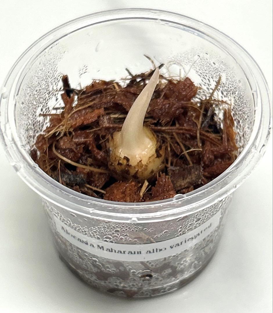 【芋発根済】アロカシア　マハラニ　斑入り