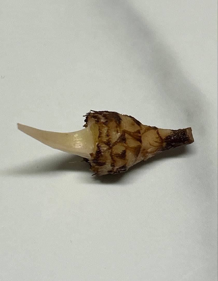 【芋発根済】アロカシア　マハラニ　斑入り