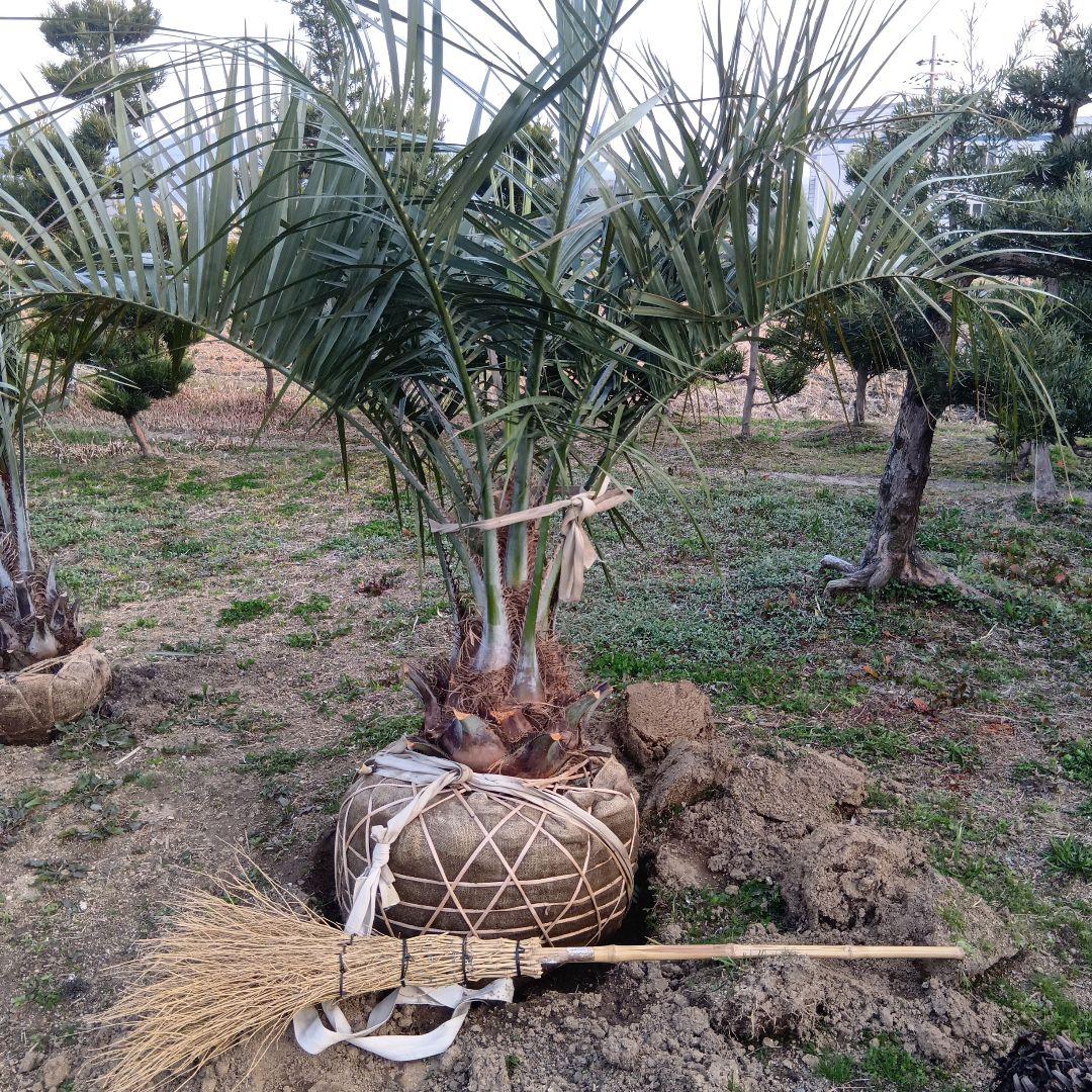 ココスヤシ（巨大サイズ株）インテリア用