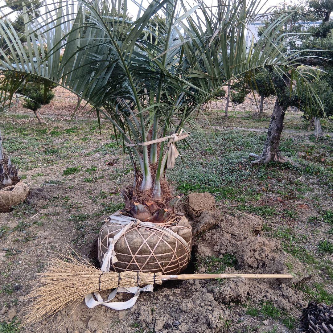 ココスヤシ（巨大サイズ株）インテリア用