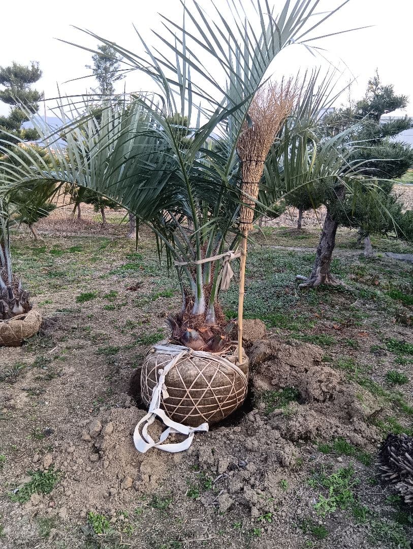 ココスヤシ（巨大サイズ株）インテリア用