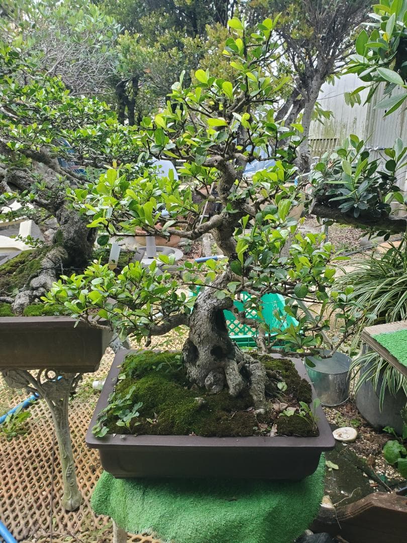 中型盆栽 苔付き マッコウ