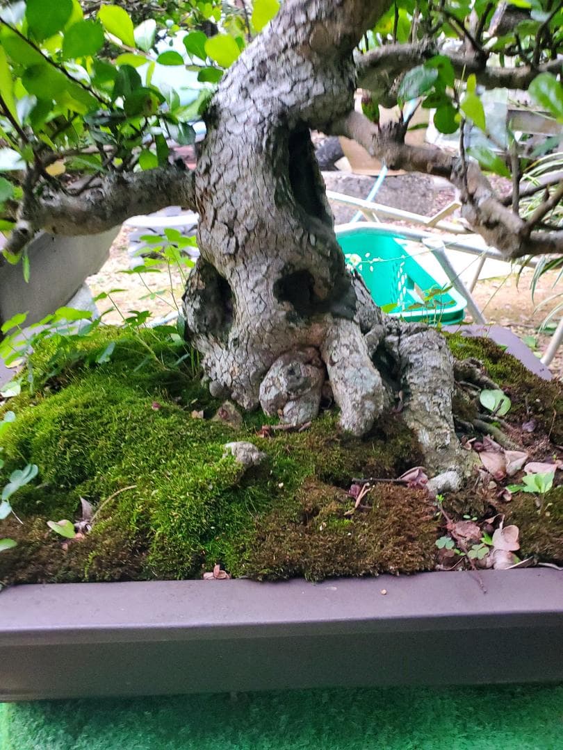 中型盆栽 苔付き マッコウ