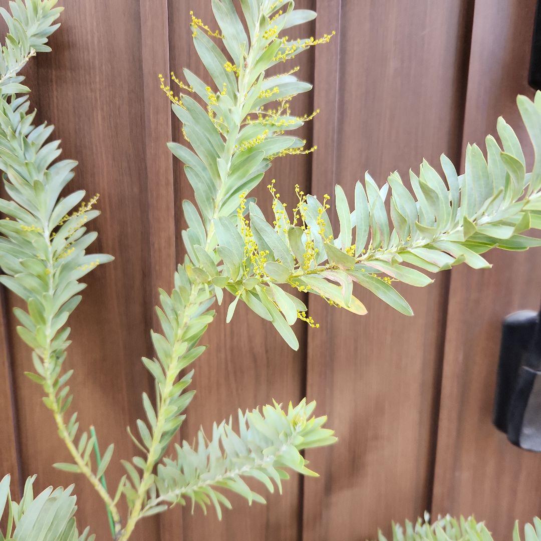 花芽付き　アカシア　ブルーブッシュ　レンガ風石膏鉢植え　苗