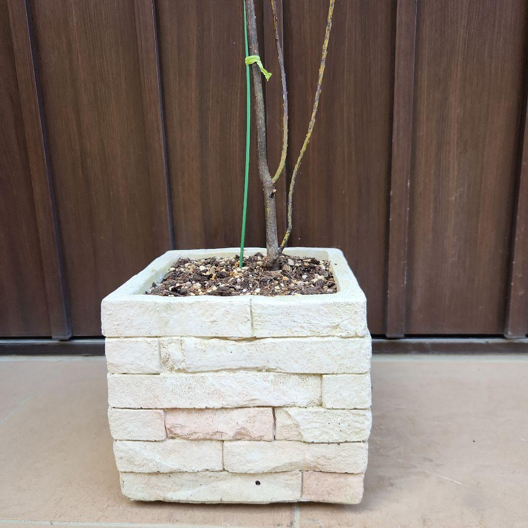 花芽付き　アカシア　ブルーブッシュ　レンガ風石膏鉢植え　苗