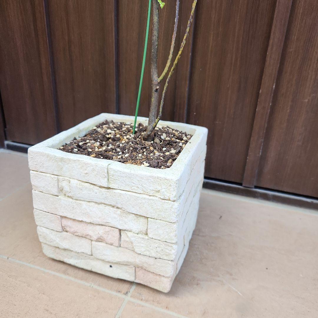 花芽付き　アカシア　ブルーブッシュ　レンガ風石膏鉢植え　苗