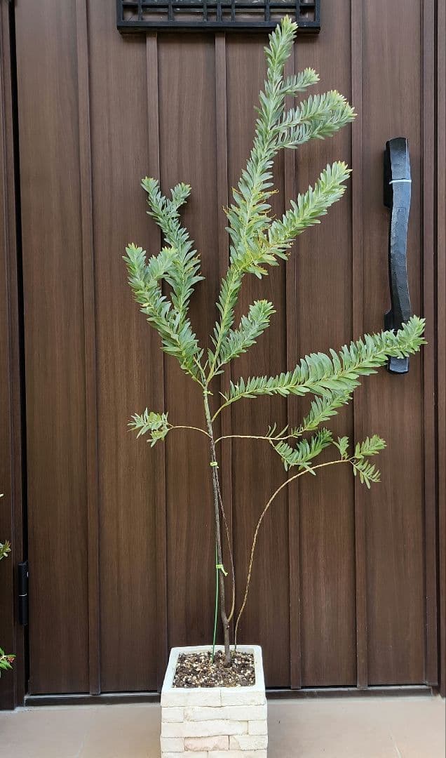 花芽付き　アカシア　ブルーブッシュ　レンガ風石膏鉢植え　苗