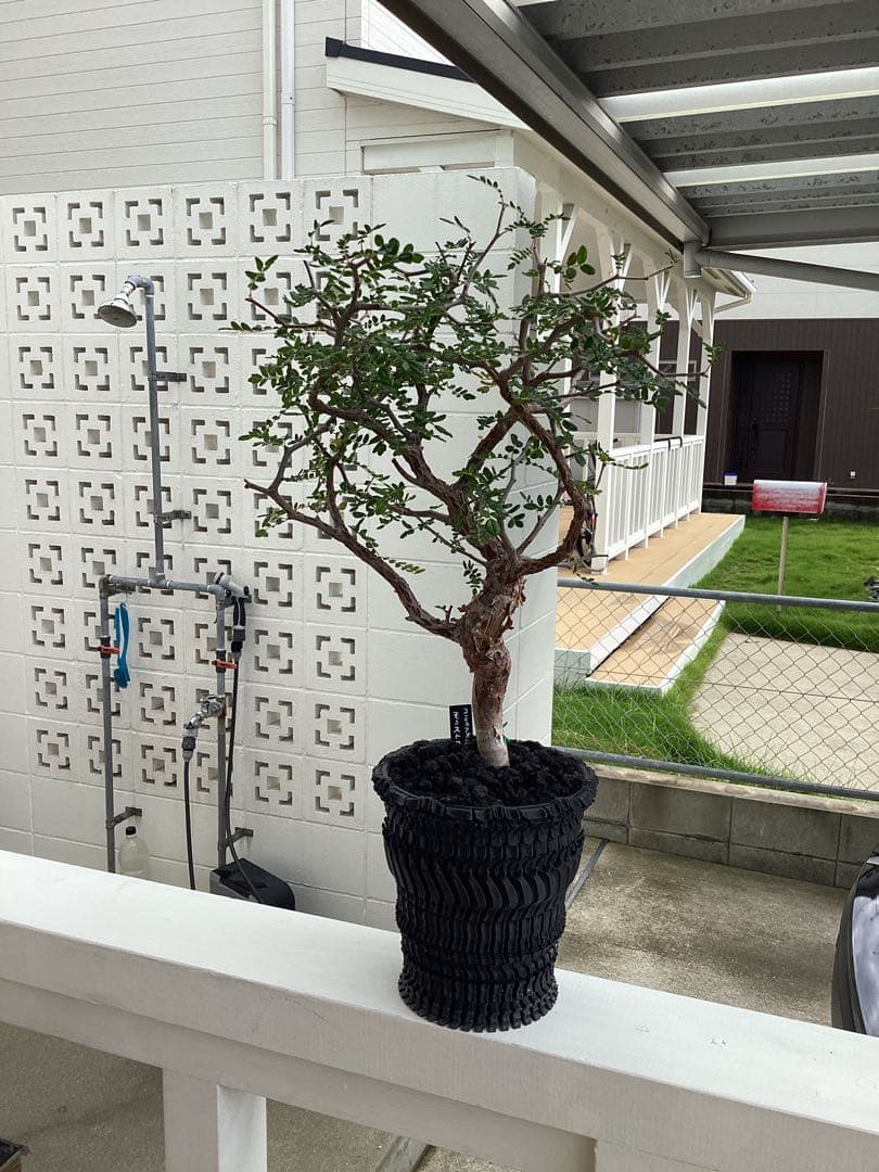 Nakano ーコミフォラ　モンストローサ　良型　鉢ごと　現地球