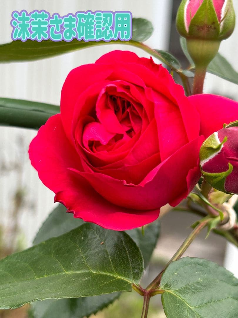 ピエールドゥーサンロール　確認用