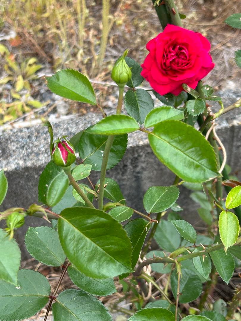 ピエールドゥーサンロール　確認用