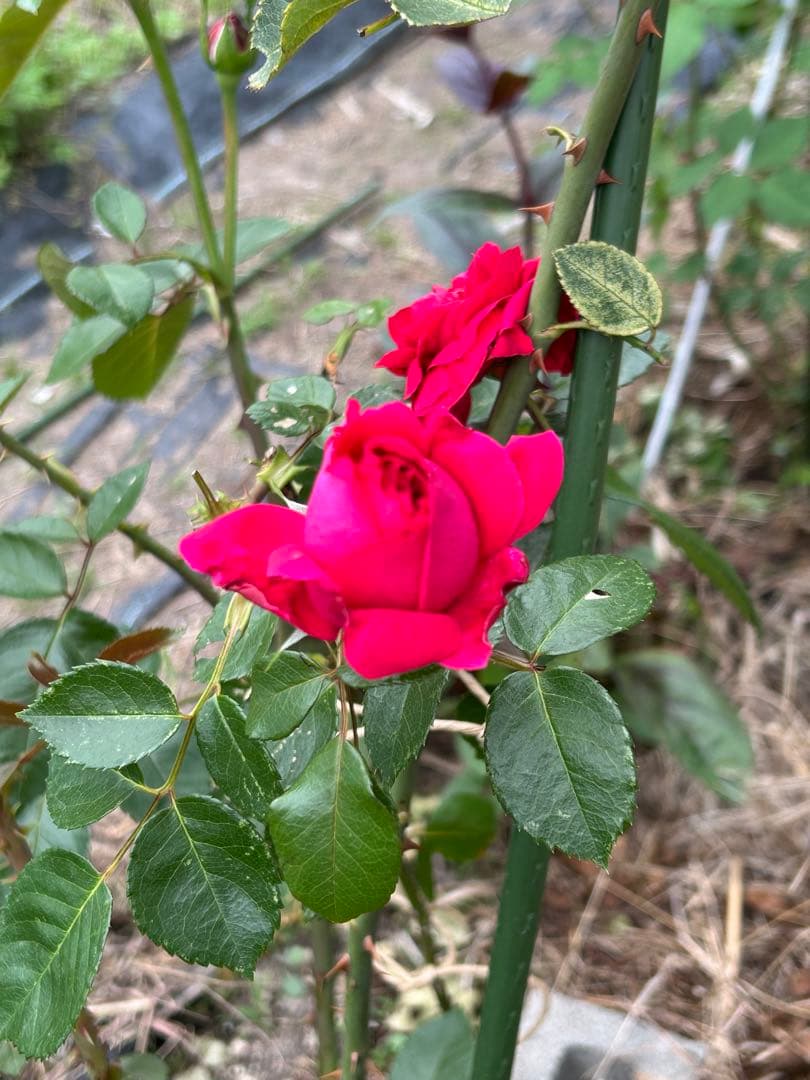 ピエールドゥーサンロール　確認用