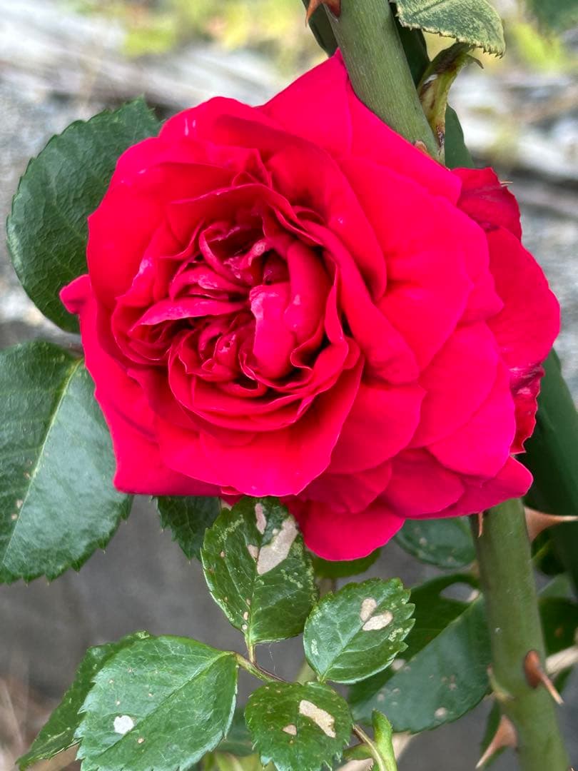 ピエールドゥーサンロール　確認用