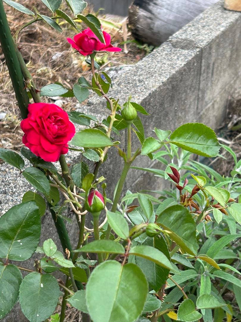 ピエールドゥーサンロール　確認用