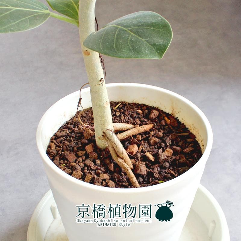 【現品】フィカス・ベンガレンシス・オードリー　曲がり　7号　白セラアート鉢（1）