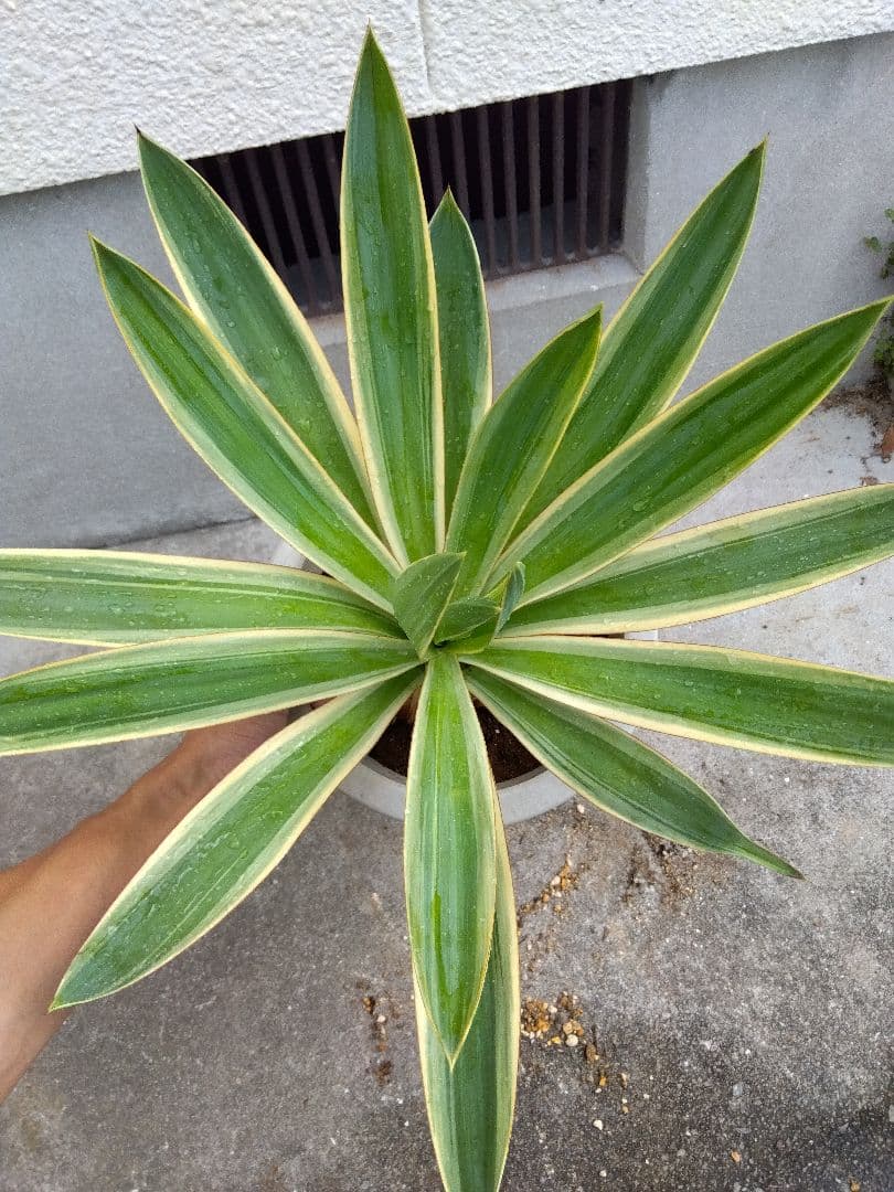 ユッカ　グロリオサ　バリエガータ　8号鉢つき　幹太❗