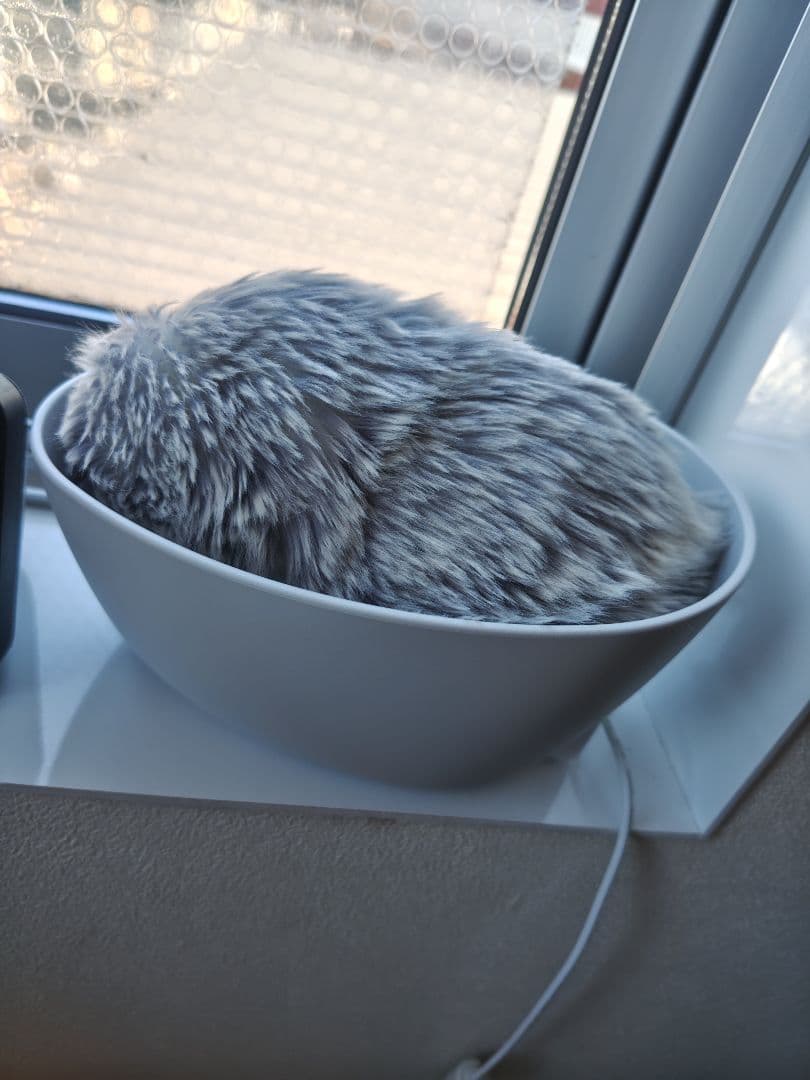 p*e様 （最安値）モフリン Moflin シルバー