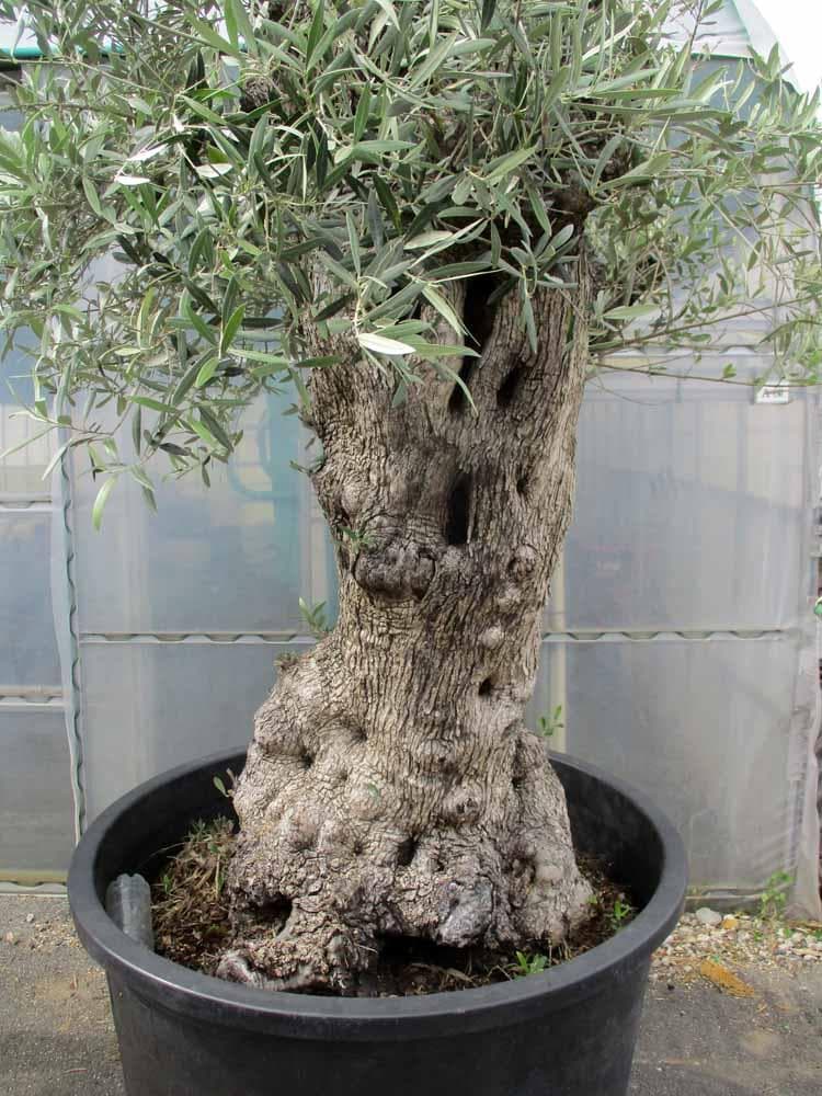 【現品】オリーブの古木　大株　30号相当
