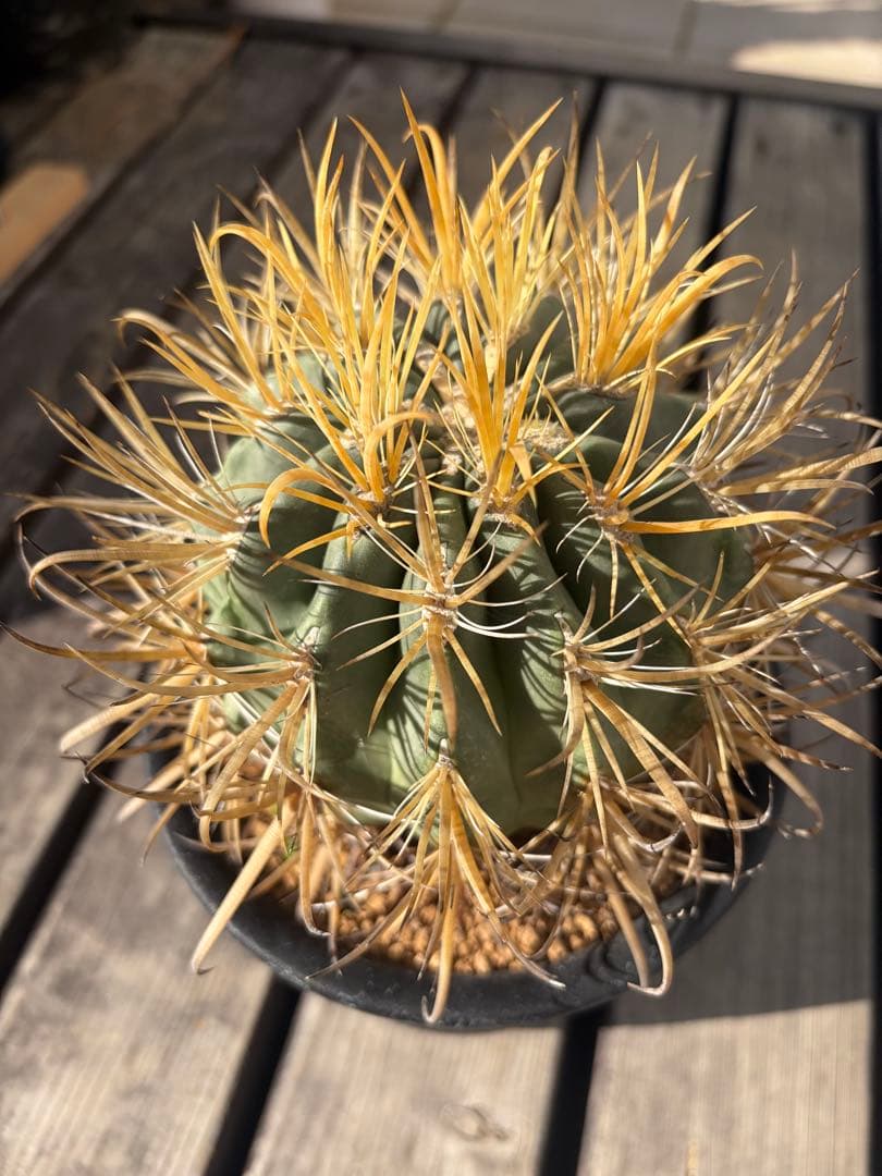 フェロカクタス金冠竜◇多肉サボテン　アガベ ユッカ　ハオルチア　アロエ　チタノタ