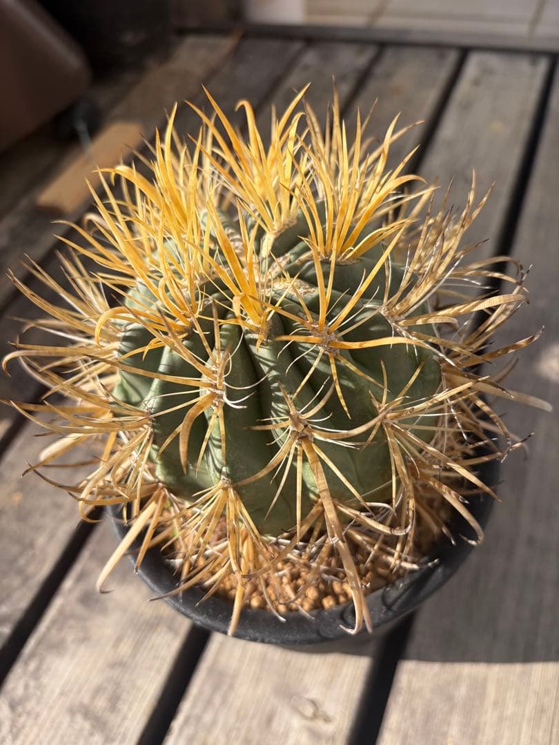 フェロカクタス金冠竜◇多肉サボテン　アガベ ユッカ　ハオルチア　アロエ　チタノタ