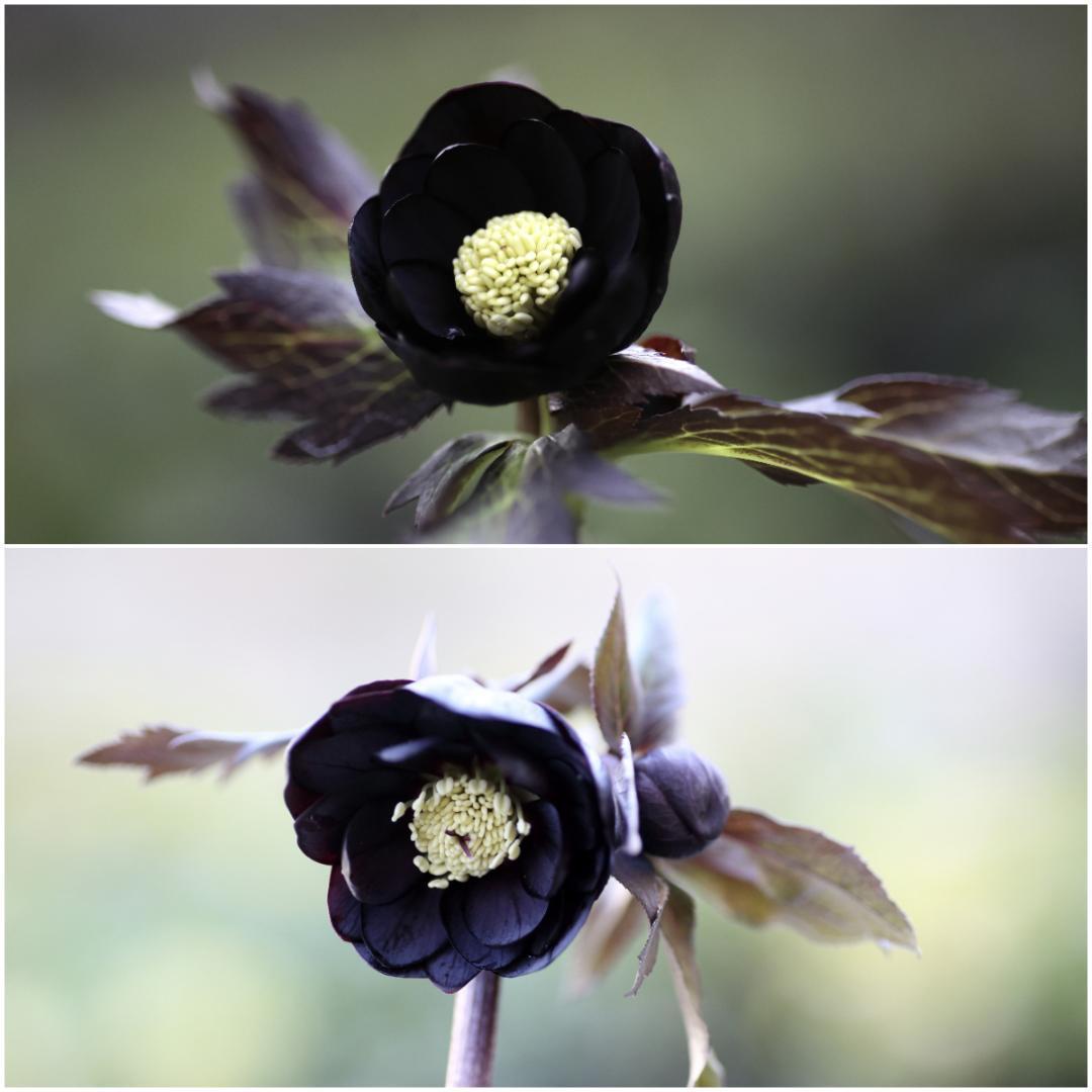 たんたんBwg026 クリスマスローズ 小苗 セット