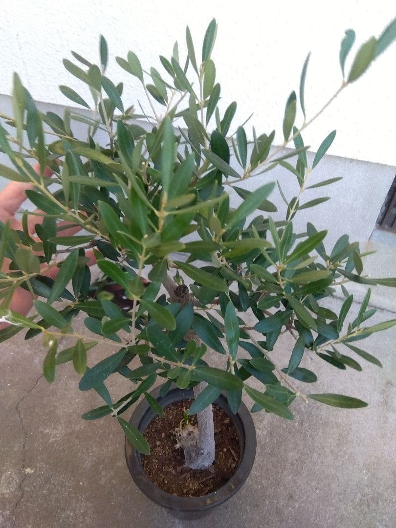 オリーブ　古木　創樹　6号鉢つき　盆栽❗　③