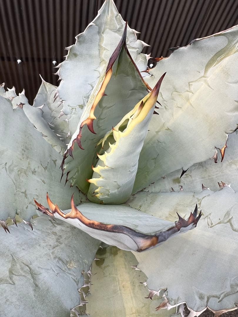 2/5写真UP アガベ チタノタブルー(中型〜大型)鉢ごと発送