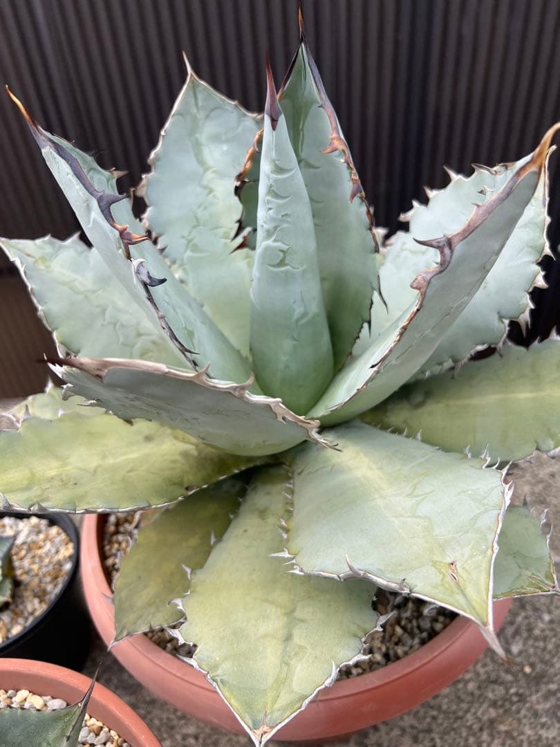 2/5写真UP アガベ チタノタブルー(中型〜大型)鉢ごと発送