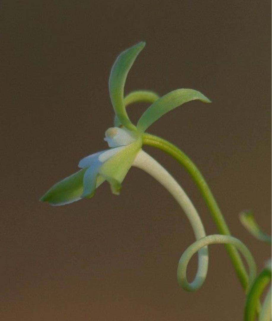 富貴蘭　四万十の華　苗1条子付き 緑花