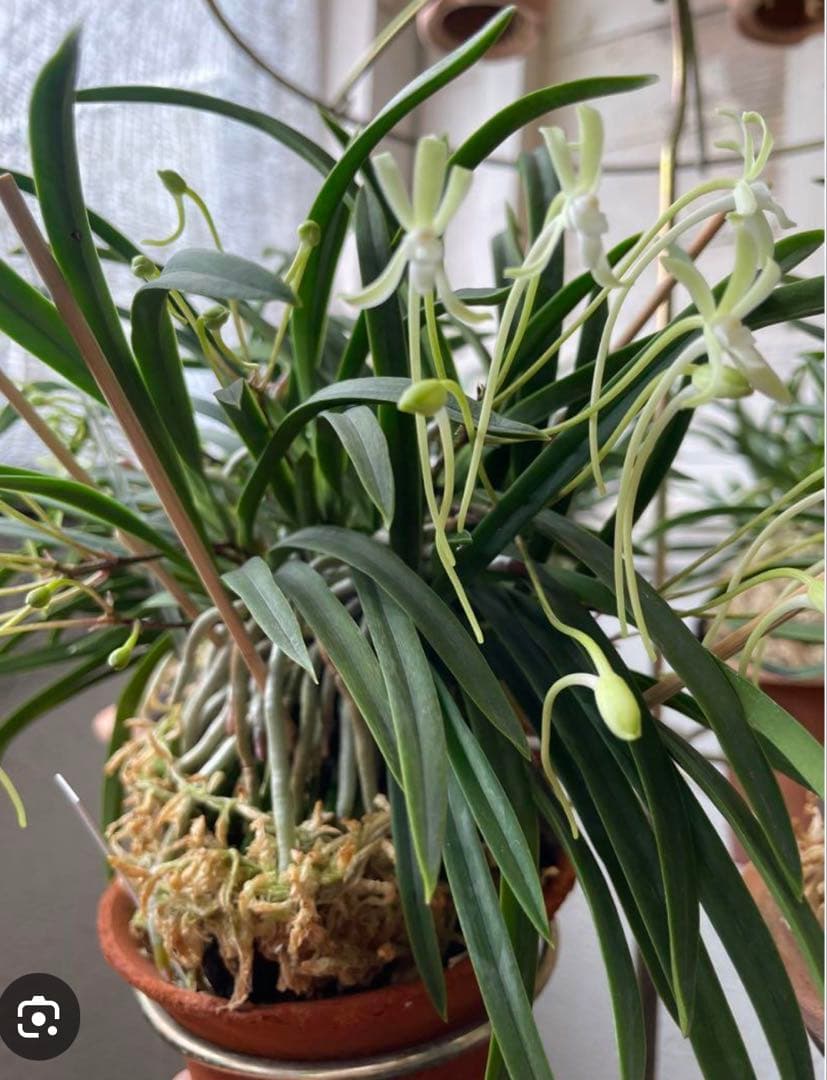 富貴蘭　四万十の華　苗1条子付き 緑花