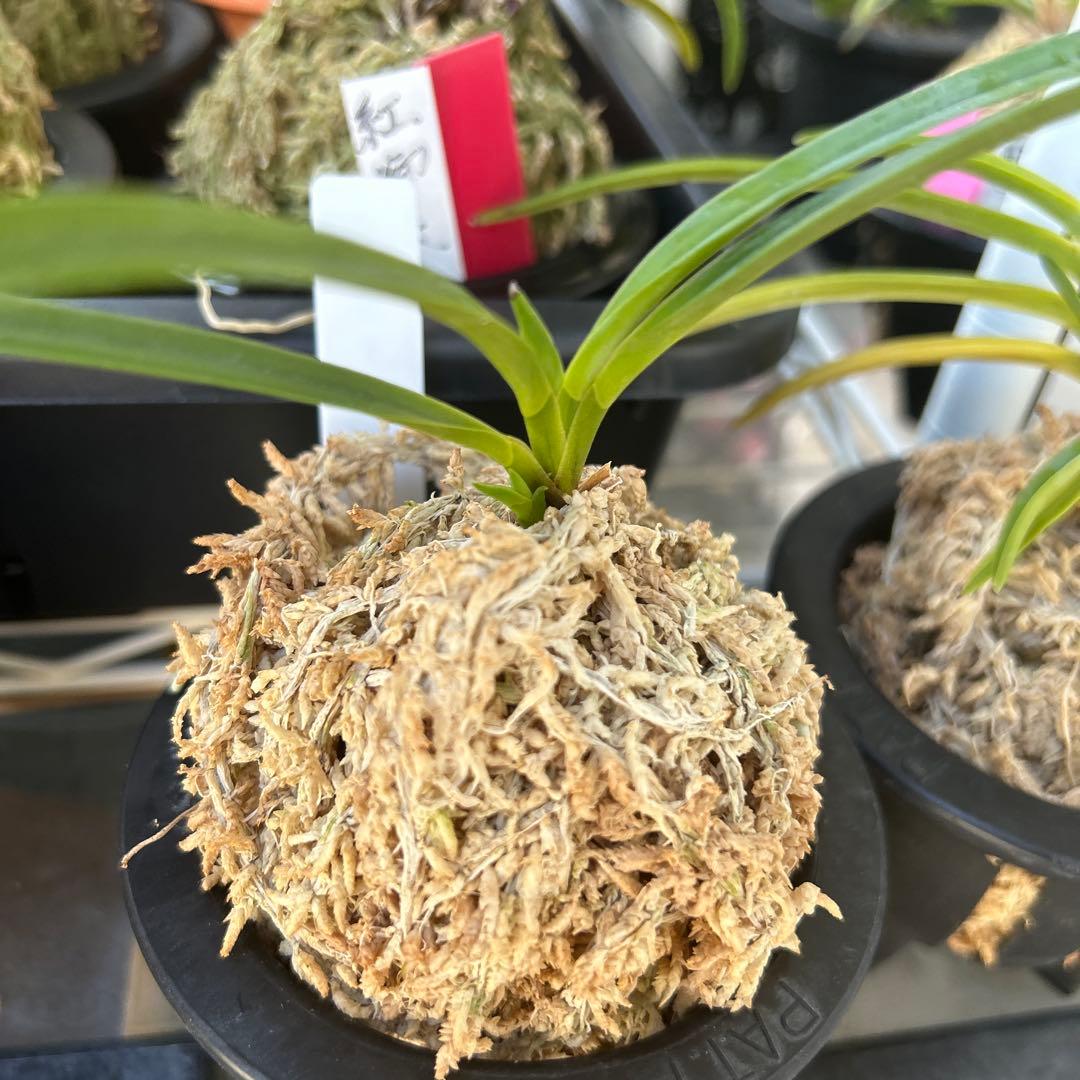 富貴蘭　四万十の華　苗1条子付き 緑花