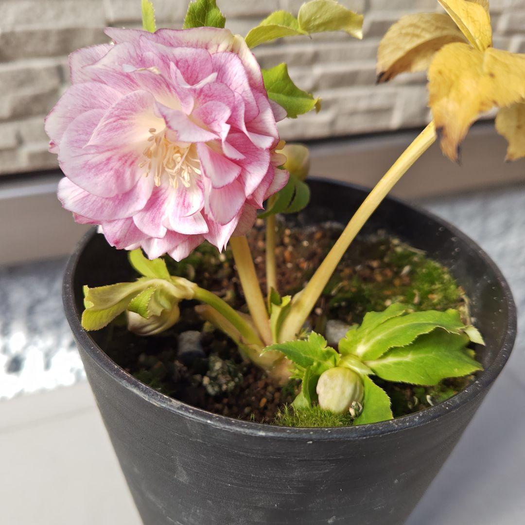 クリスマスローズ 広瀬園芸 ddピンクぼかしオーレア