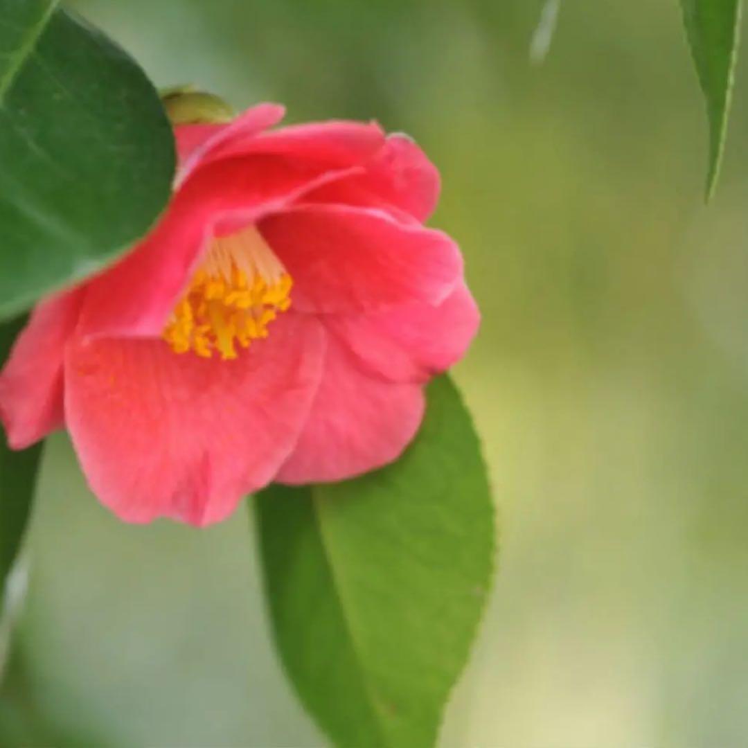 ⭐️mchacha様 ご連絡用